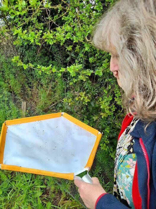 Gill Weyman is undertaking a PhD on ladybirds. Gill Weyman is undertaking a PhD on ladybirds.