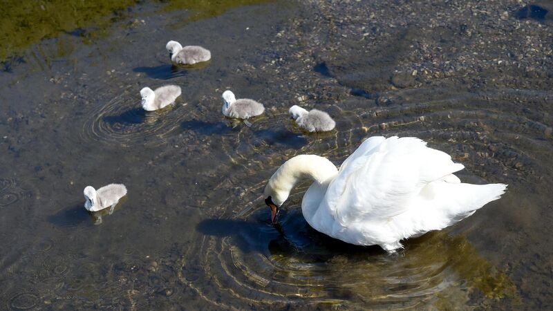 Watch: Cork's cutest park residents learning about pond life