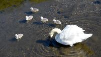 Watch: Cork's cutest park residents learning about pond life
