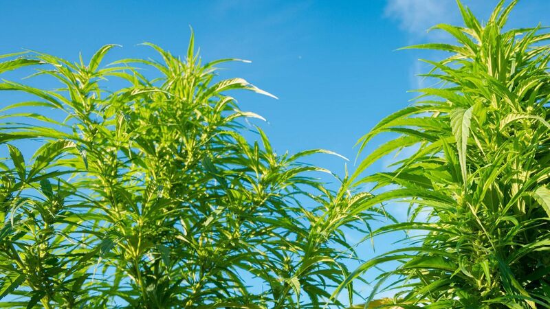Man arrested after cannabis plants worth tens of thousands seized in Cork Man arrested after cannabis plants worth tens of thousands seized in Cork