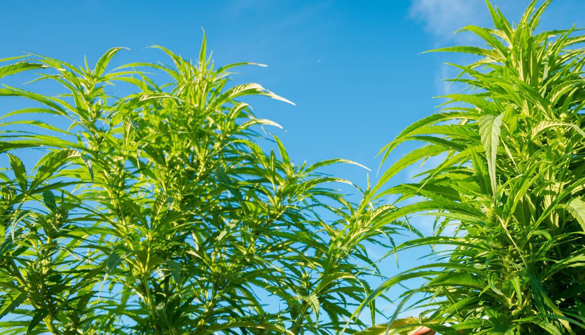 Man arrested after cannabis plants worth tens of thousands seized in Cork