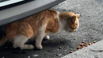 ‘It’s just downright cruel’: Animal charity worker 'shocked' after cat shot in Cork town 