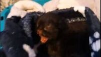 Kittens ripped from womb of pregnant cat by dogs in 'horrific' case of animal cruelty in Cork