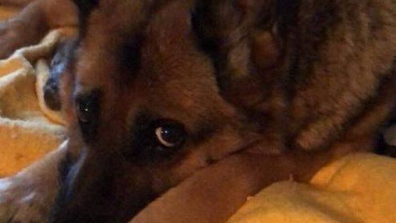 Cork dog Peggy (10) in search of ‘special retirement home’ to live out rest of her life