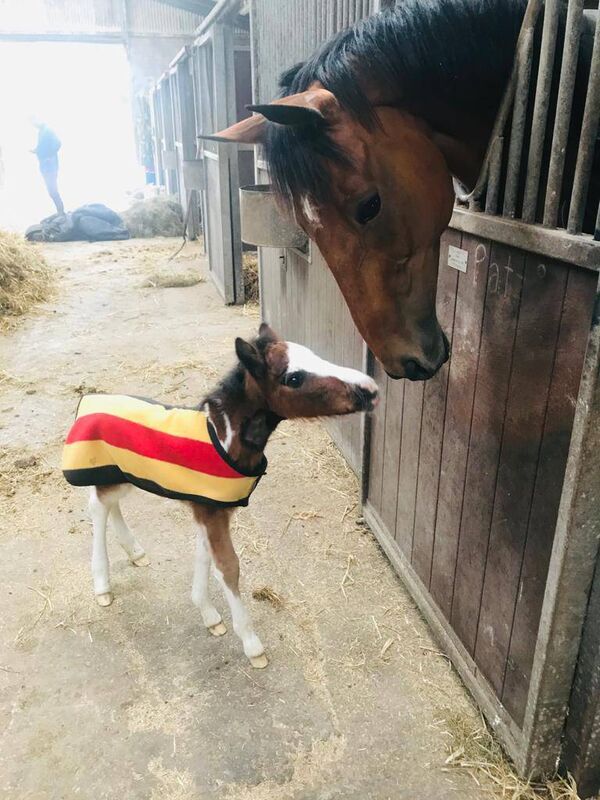 Paddy the foal a the Tierney family’s Ardkilly Stables in Sandycove. Paddy the foal a the Tierney family’s Ardkilly Stables in Sandycove.