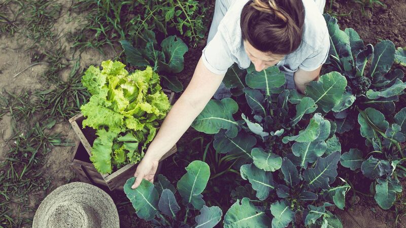 Eimear Hutchinson: Some inspiration for your garden...