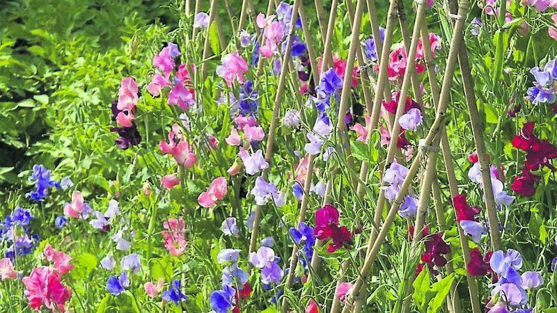 In the garden it's a hectic time, but remember to enjoy it too In the garden it's a hectic time, but remember to enjoy it too