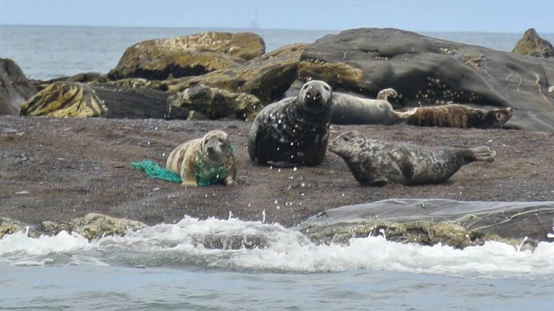 'A sad sight to see': Seal off Cork coast spotted tangled up in discarded fishing net