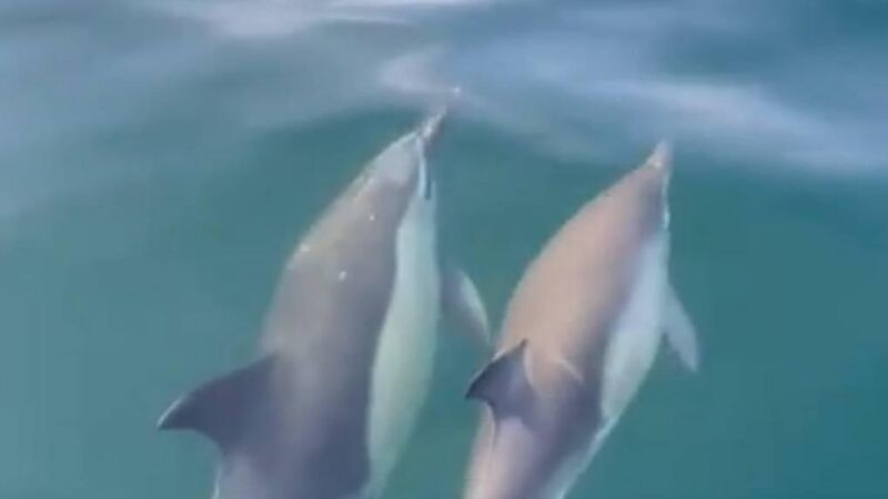 Watch: Visiting dolphins making a real splash in Kinsale Watch: Visiting dolphins making a real splash in Kinsale