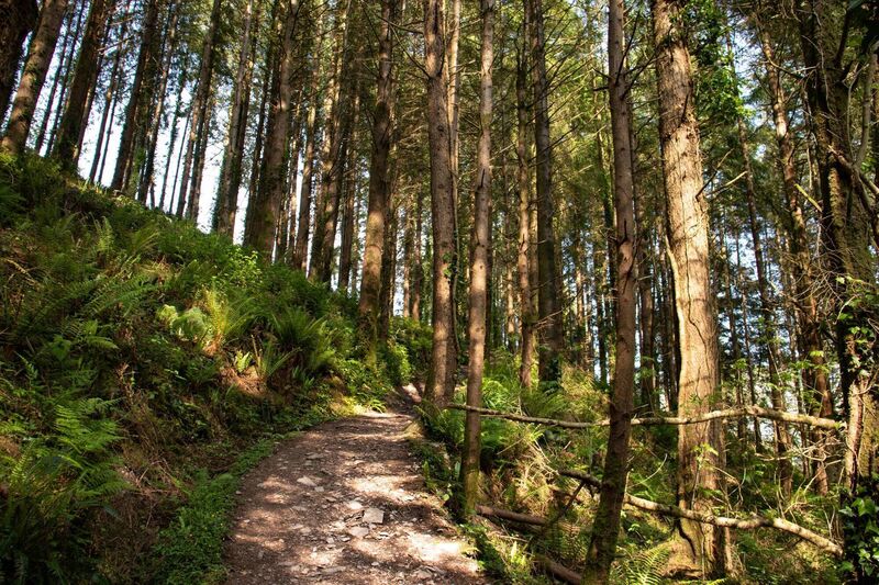 Douglas fir, sitka spruce, Japanese larch and oak are the main tree species that dominate the wood. Pictures: Richard Gordon.