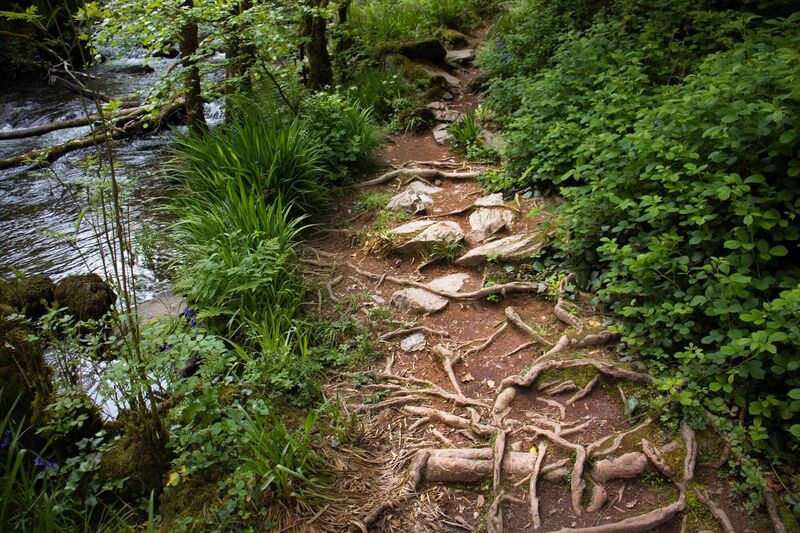 The exposed roots create wild and intricate patterns.
