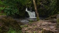 Enjoy these charming Cork woods and waterfalls