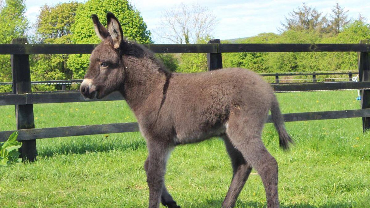 Cork Donkey Sanctuary confirms reopening date for visitors