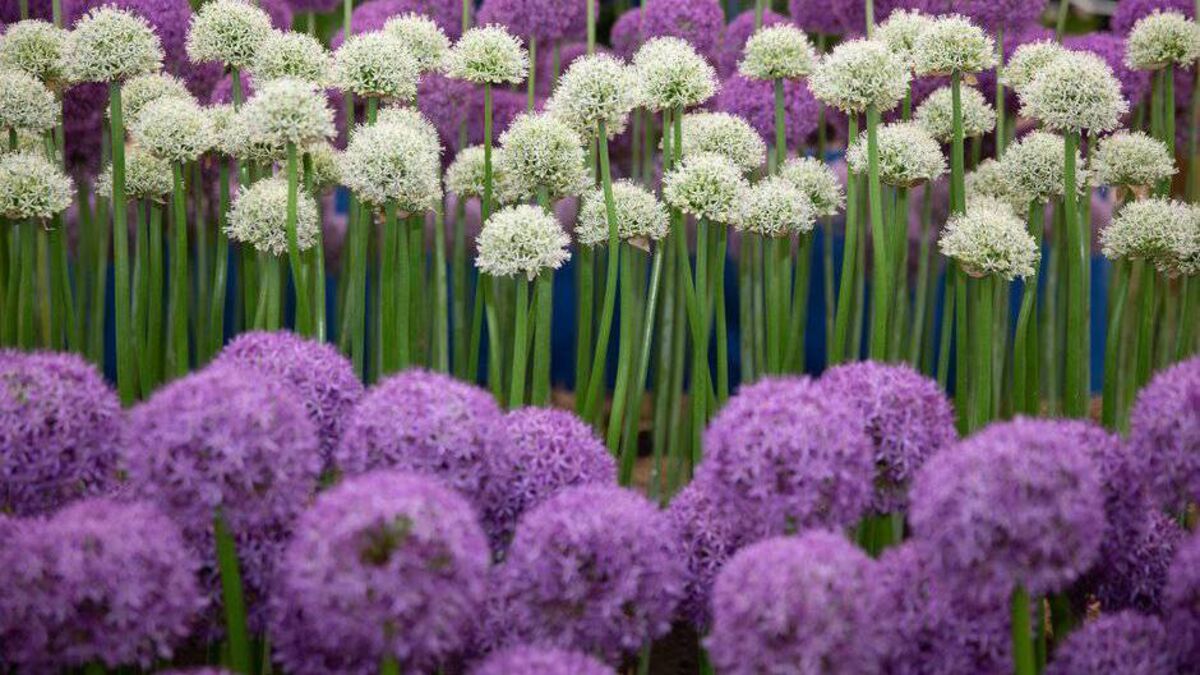 In the Garden: How to keep pests under control