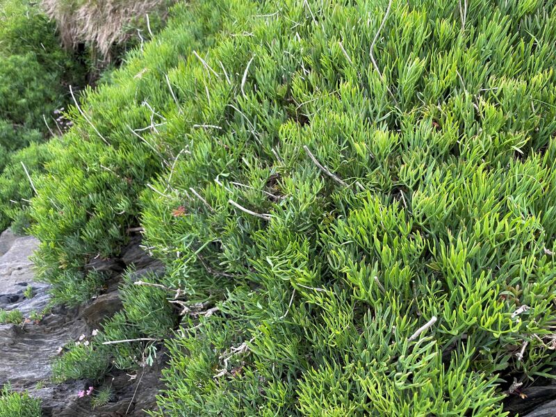 Rock Samphire. Picture: Kate Ryan Rock Samphire. Picture: Kate Ryan