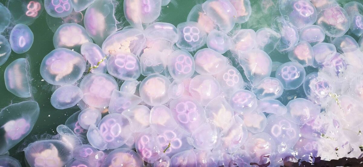 Thousands of jellyfish spotted in Cobh, Co Cork. Picture: TheBeanieBox76/Instagram Thousands of jellyfish spotted in Cobh, Co Cork. Picture: TheBeanieBox76/Instagram