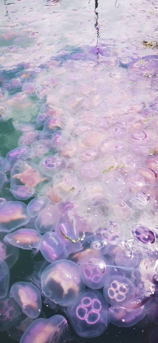 Cindi Bonny has noticed an increase of jellyfish around Cork waters. Picture: TheBeanieBox76/Instagram Cindi Bonny has noticed an increase of jellyfish around Cork waters. Picture: TheBeanieBox76/Instagram