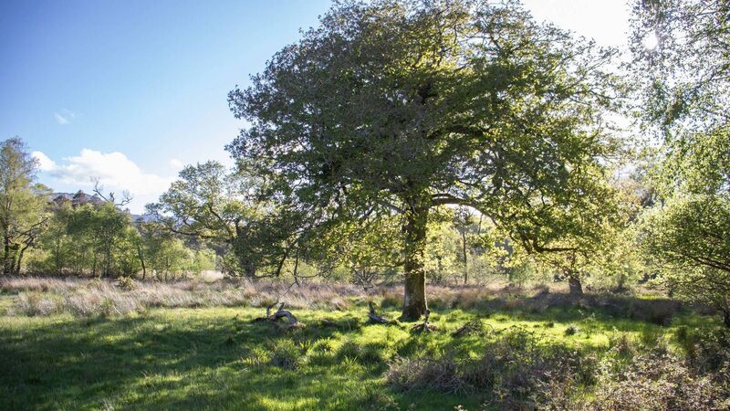 Exploring Natural Cork: Having such an incredible walk on your doorstep is a gift