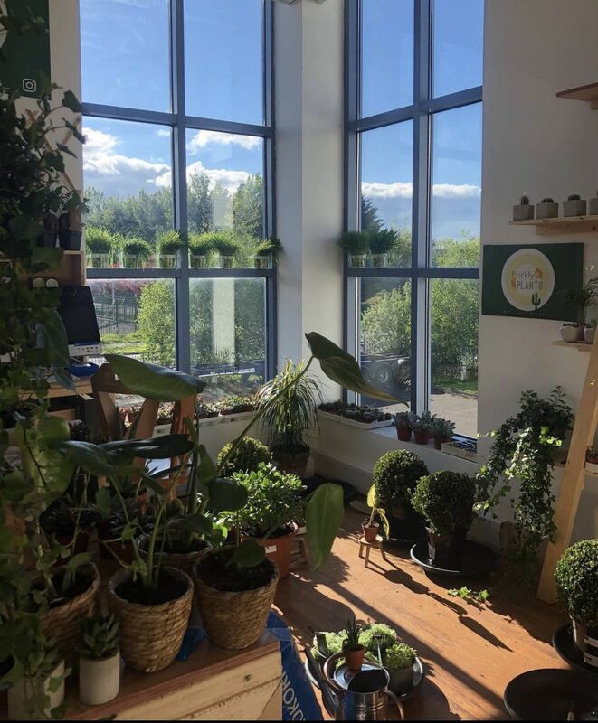 Some of the plants on sale at Prickly Plants. Some of the plants on sale at Prickly Plants.