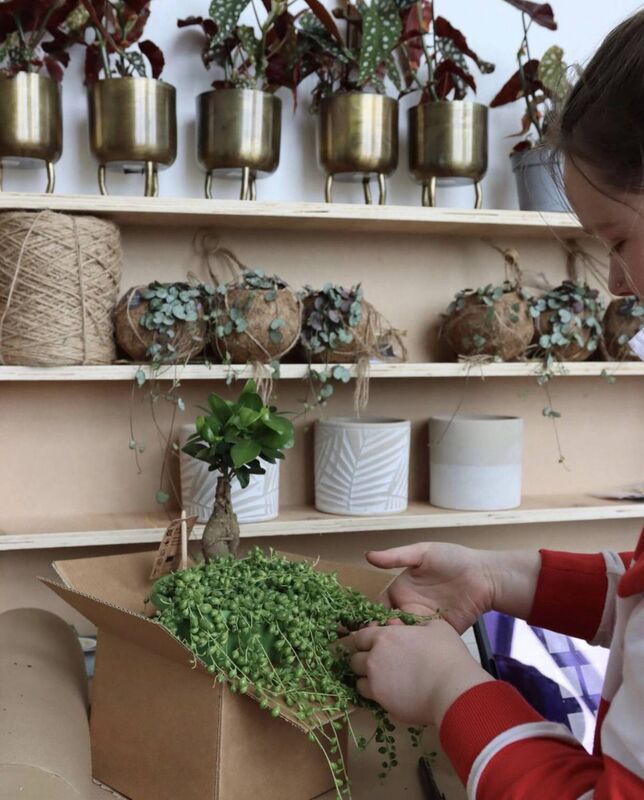 Some of Vivienne's plants. Some of Vivienne's plants.