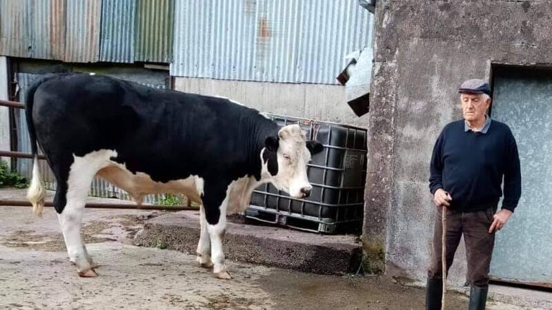 A-moo-zing support for cancer services: Cork farmer donates Hereford bullock to raise funds for ARC A-moo-zing support for cancer services: Cork farmer donates Hereford bullock to raise funds for ARC
