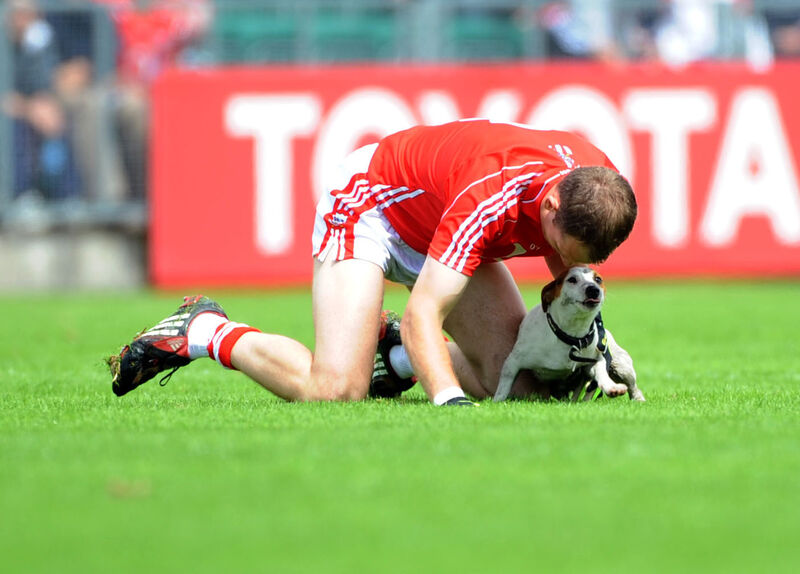 Cork's Alan O'Connor tackles the loose dog against Limerick in the Munster SFC final at Páirc Uí Chaoimh 2009. Picture: Eddie O'Hare