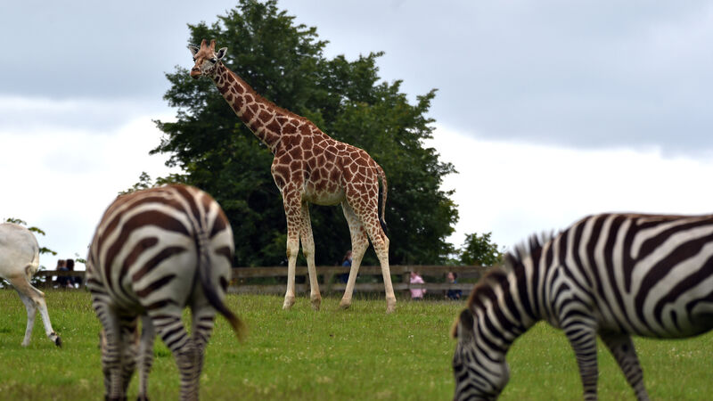 Fota Wildlife Park announces new opening hours