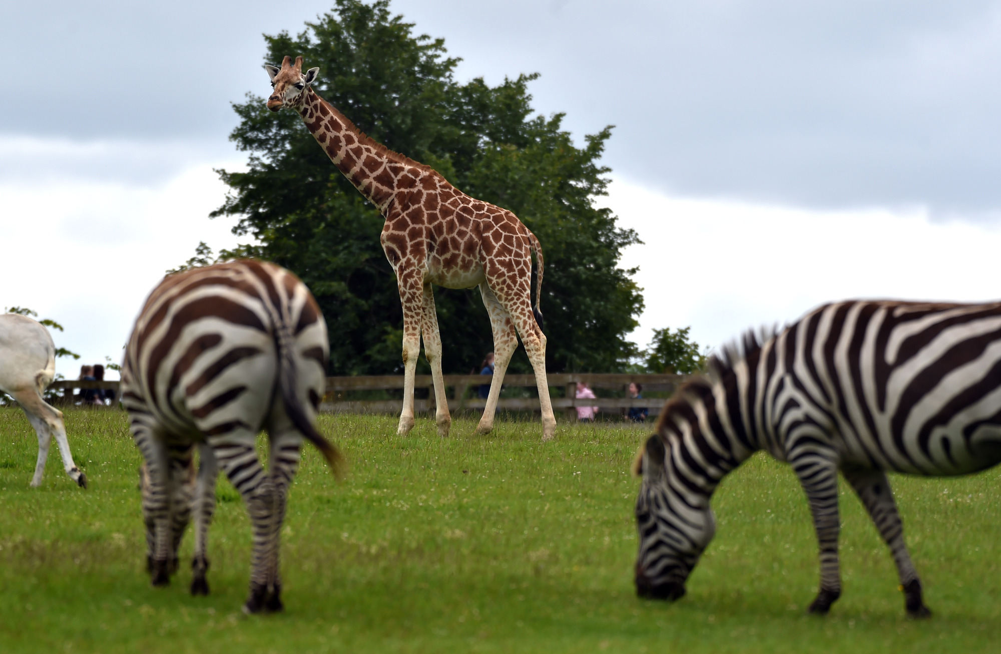 Fota Wildlife Park announces new opening hours