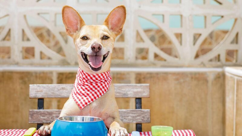 Cork dog owners urged to take extra care of pets in warm weather conditions