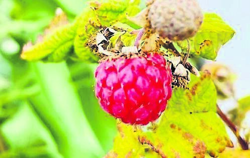 Wild Raspberry. Picture: Kate Ryan
Wild Raspberry. Picture: Kate Ryan