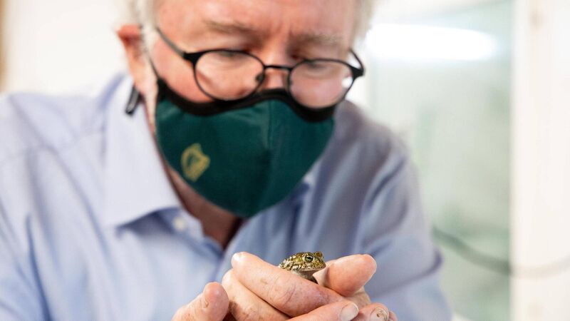 Boost for endangered species as almost 500 natterjack toadlets reared in Fota are released into the wild Boost for endangered species as almost 500 natterjack toadlets reared in Fota are released into the wild