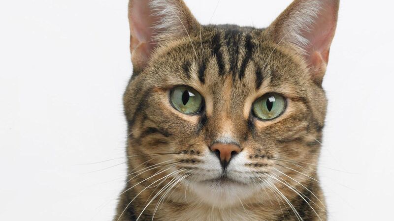 Rescue operation underway to save kitten caught under Cork city bridge