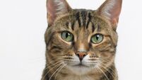 Rescue operation underway to save kitten caught under Cork city bridge