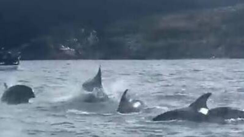 WATCH: Stunning video captures massive pod of dolphins off Cork coast