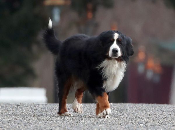 Nine-year-old dog Bród an 'experienced diplomat,' Higgins tells Macron - Vimarsana News