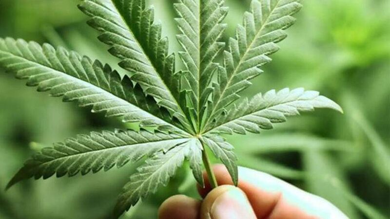 The growing potential of hemp crop in Cork