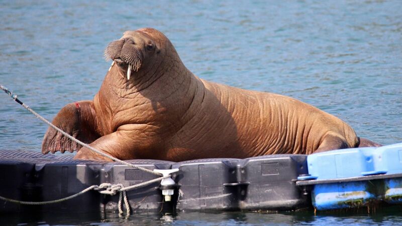 Wally update: Cork's most famous walrus needs his space Wally update: Cork's most famous walrus needs his space