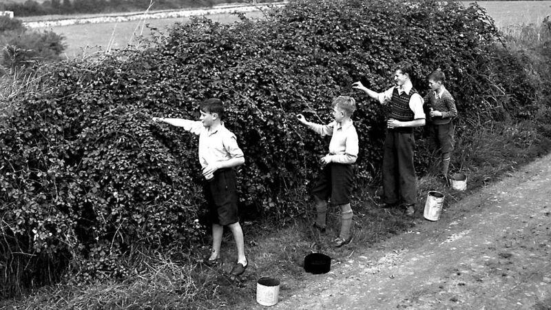 John Arnold: This is the best crop of blackberries I’ve ever seen! John Arnold: This is the best crop of blackberries I’ve ever seen!
