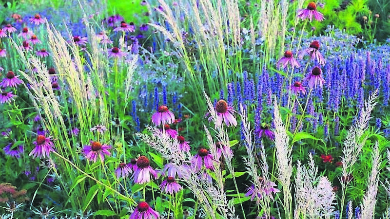 A to-do list for gardeners as autumn looms