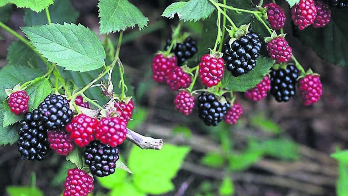It's rich pickings in the garden right now - time to harvest those fruits