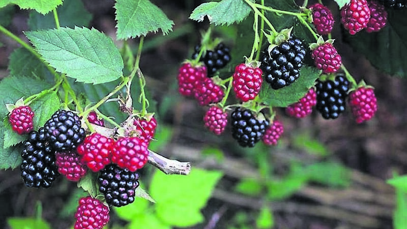 It's rich pickings in the garden right now - time to harvest those fruits