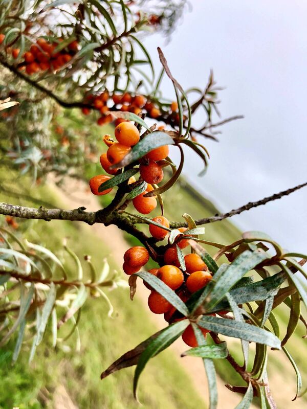 Sea Buckthorn. Picture: Kate Ryan Sea Buckthorn. Picture: Kate Ryan