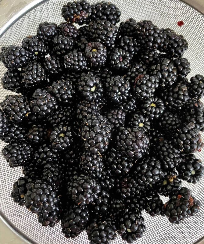 Blackberries are bountiful. Picture: Kate Ryan Blackberries are bountiful. Picture: Kate Ryan