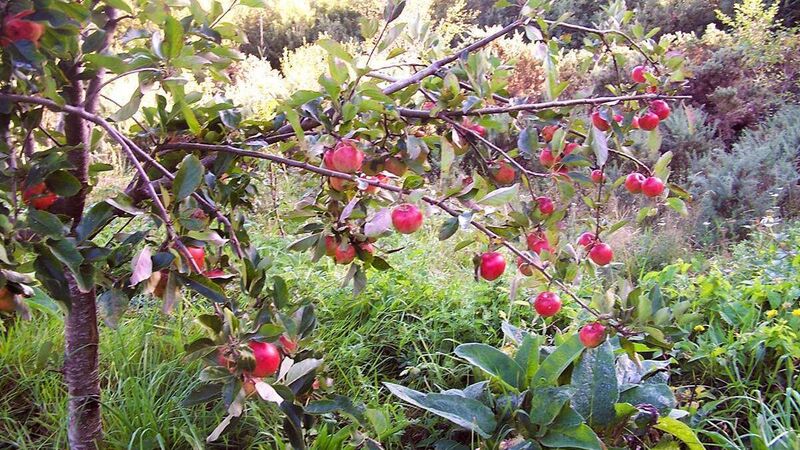 Community orchard in Cork will harvest around a tonne of apples this year Community orchard in Cork will harvest around a tonne of apples this year
