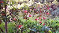 Community orchard in Cork will harvest around a tonne of apples this year