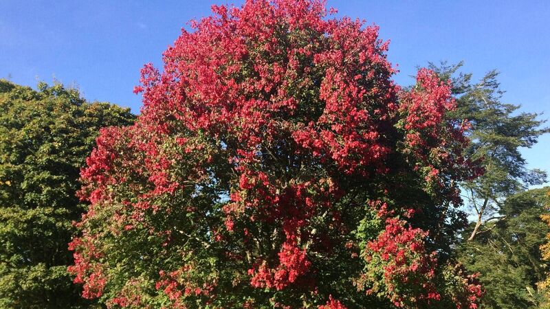 How to give your garden colour in all seasons