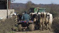 milking time