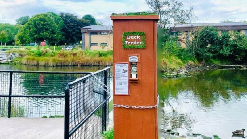 Carrigaline duck feeding initiative spreading joy across Cork Carrigaline duck feeding initiative spreading joy across Cork