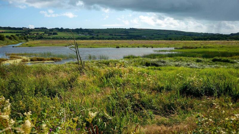 Conservation group looking at potential to establish biodiversity reserve in West Cork 