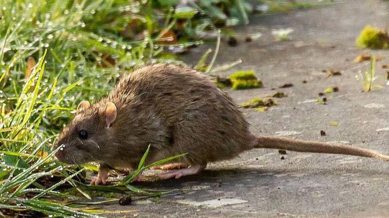 Former Cork County Council employee jailed after releasing rats into his workplace